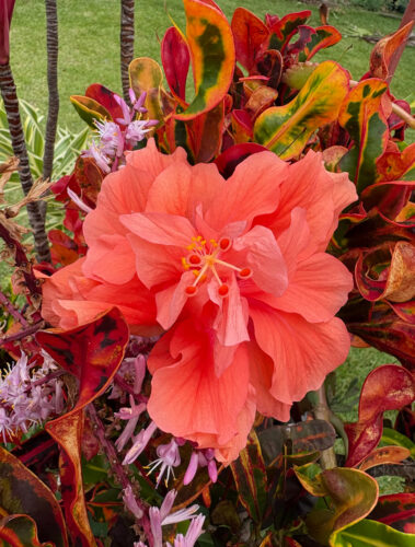 Photo of the Day: Floral Sunset